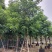 秋枫移植苗原产地供应