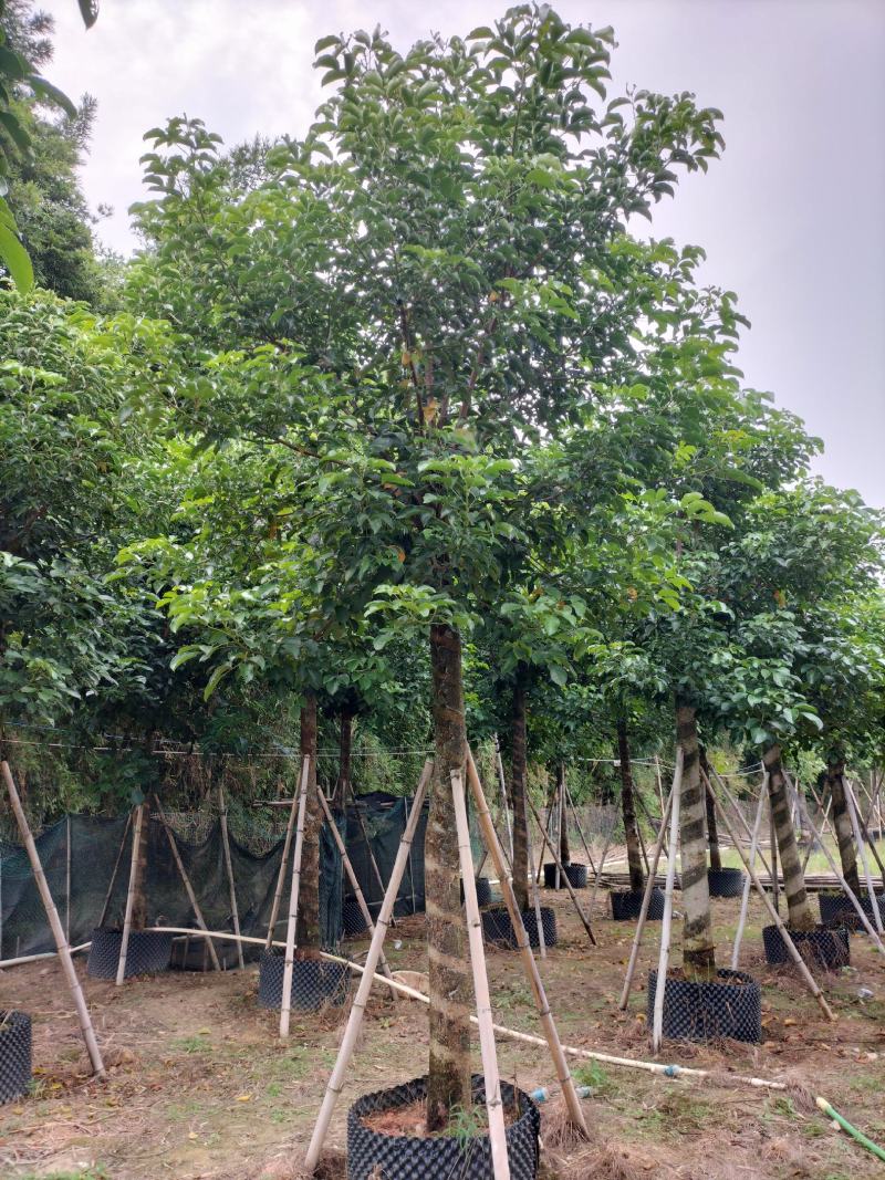 秋枫移植苗原产地供应