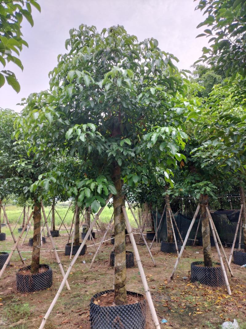 秋枫移植苗原产地供应