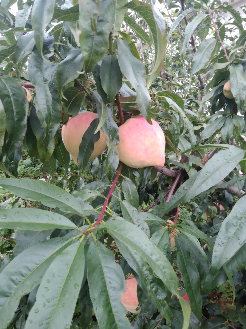 凉山盐源冬桃