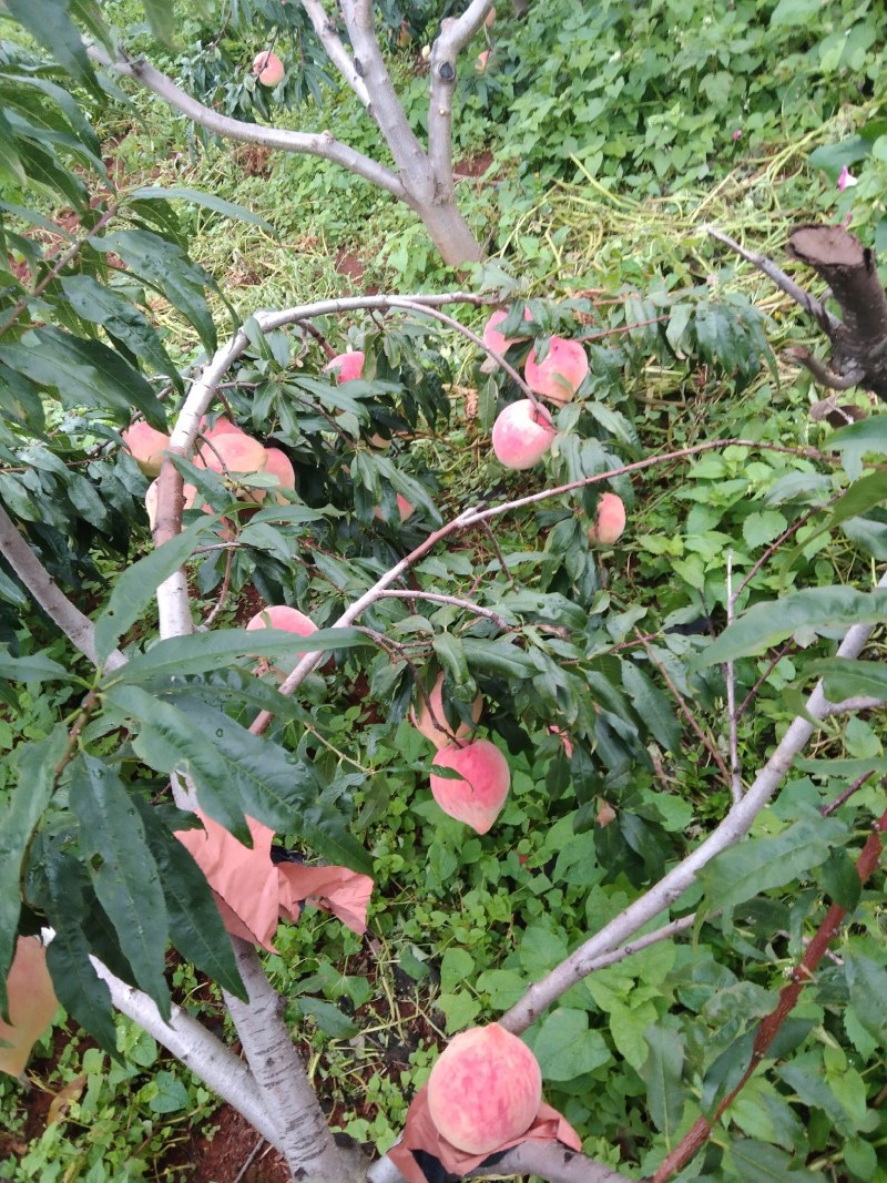 凉山盐源冬桃