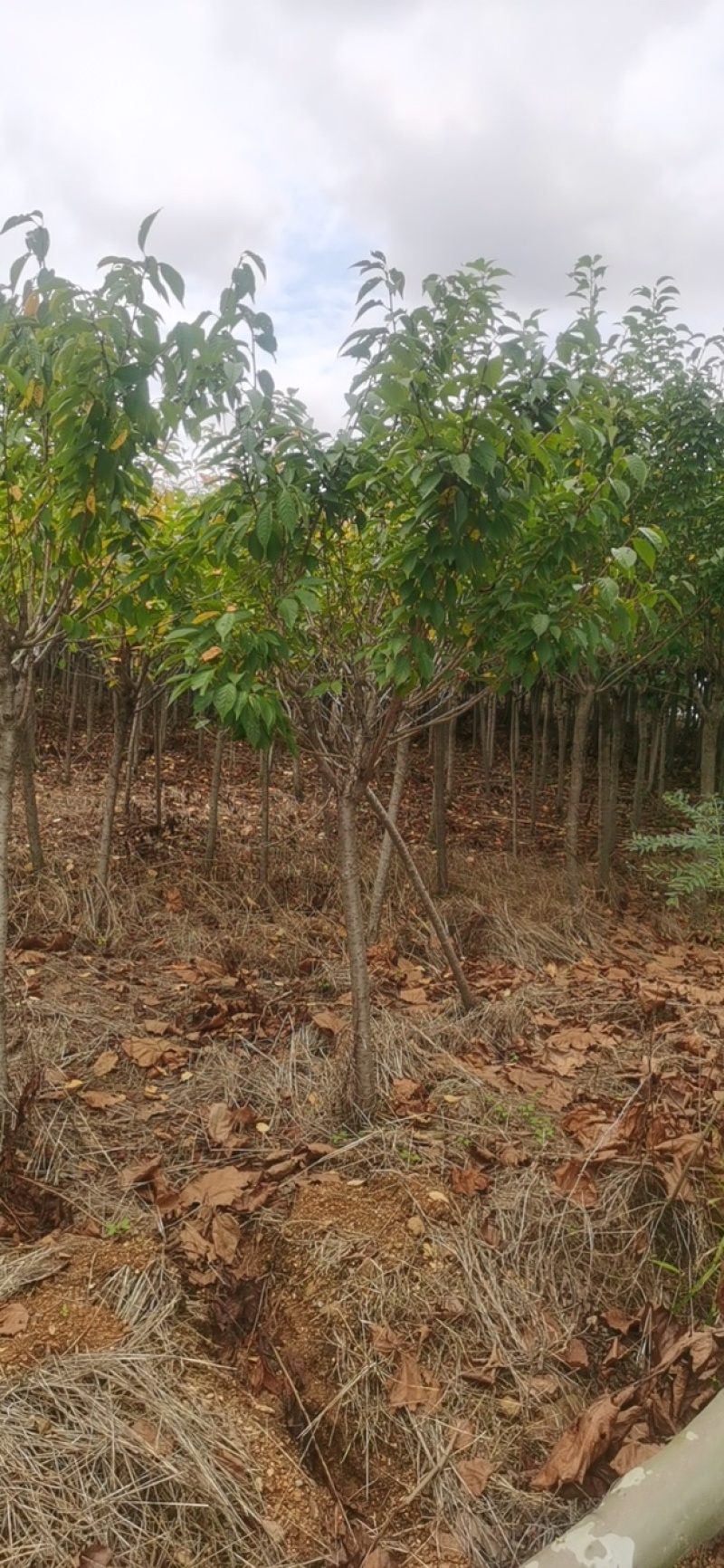 樱花5公分晚樱，大量早樱晚樱5到15公分出圃