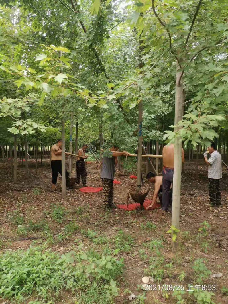 樱花5公分晚樱，大量早樱晚樱5到15公分出圃