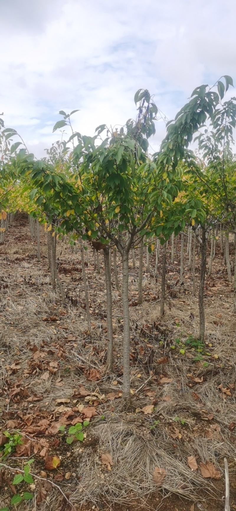 樱花5公分晚樱，大量早樱晚樱5到15公分出圃