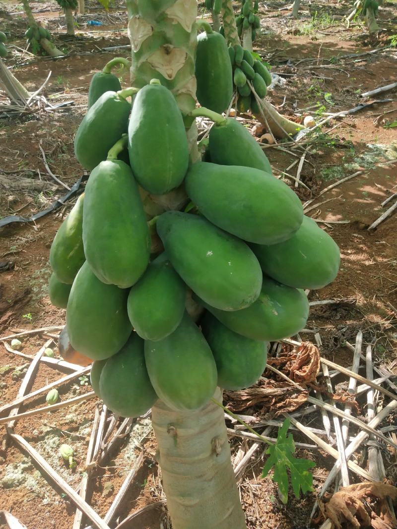 湛江木瓜