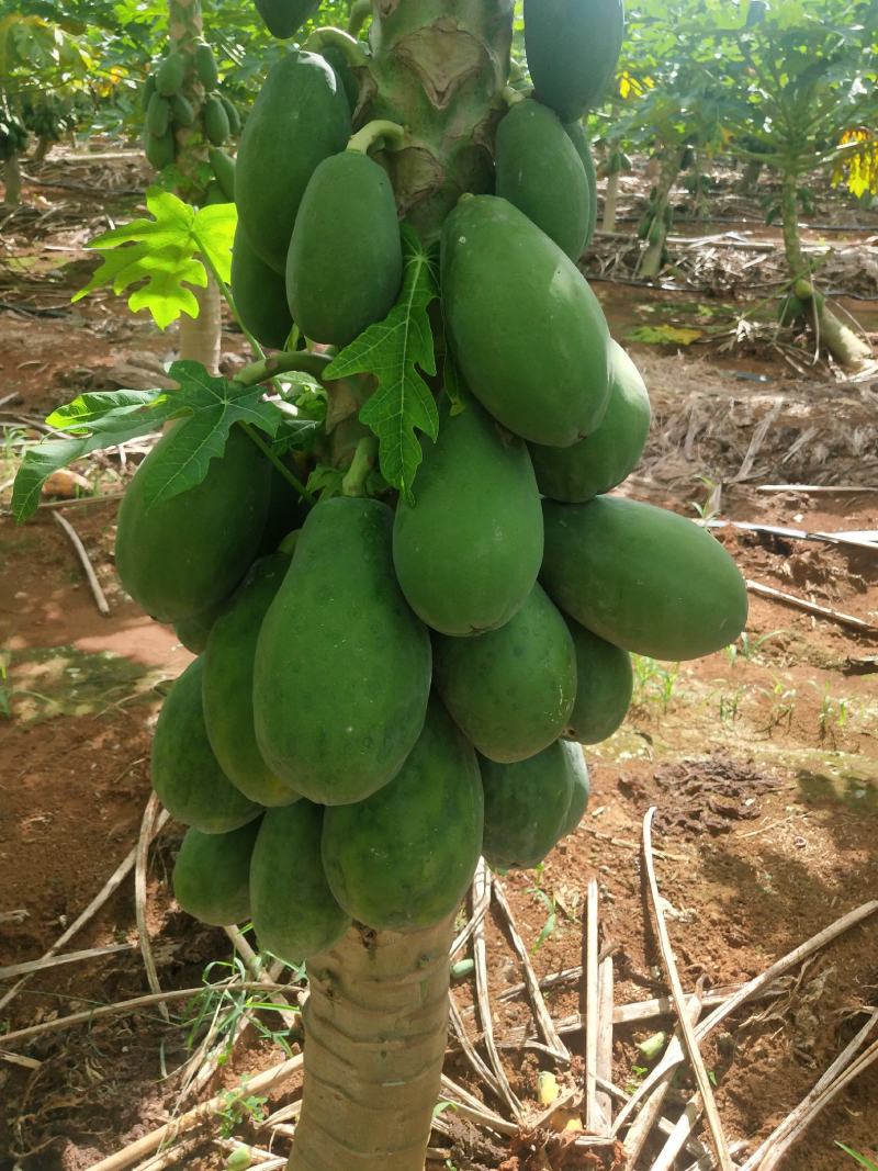 湛江木瓜