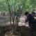 丛生白蜡，持续走货！以质量求生存6到8米