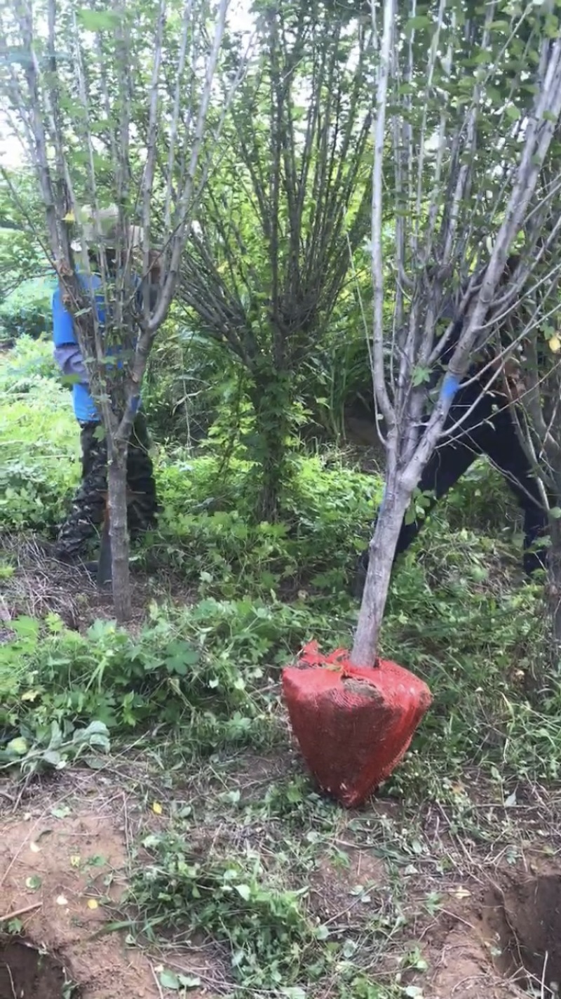 木槿，木槿花3到10公分，质量优，树形优美