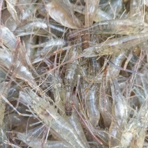 优质鲜活河虾产地直发:湖北潜江市:黄卫国水产