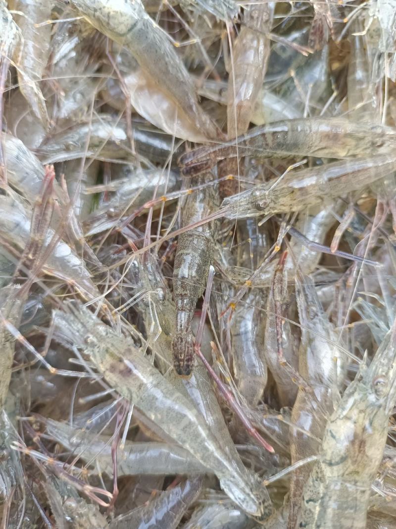 优质鲜活河虾产地直发:湖北潜江市:黄卫国水产