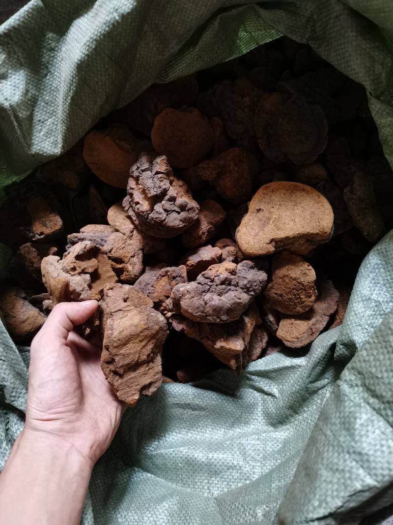 包邮缅甸桑黄纯野生桑黄新货一公斤1000克起批发