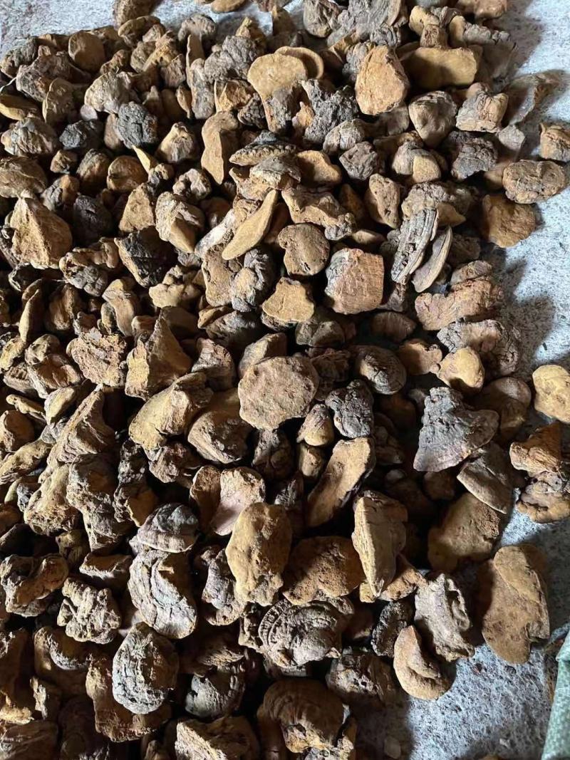 包邮缅甸桑黄纯野生桑黄新货一公斤1000克起批发
