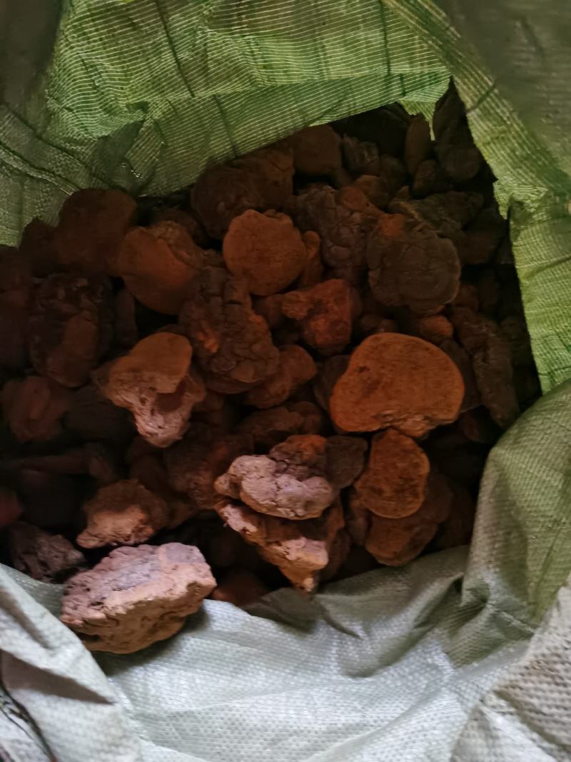 包邮缅甸桑黄纯野生桑黄新货一公斤1000克起批发
