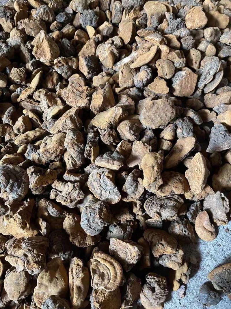 包邮缅甸桑黄纯野生桑黄新货一公斤1000克起批发