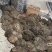 包邮青芝野生木灵芝单个5公斤以上千年野生灵芝