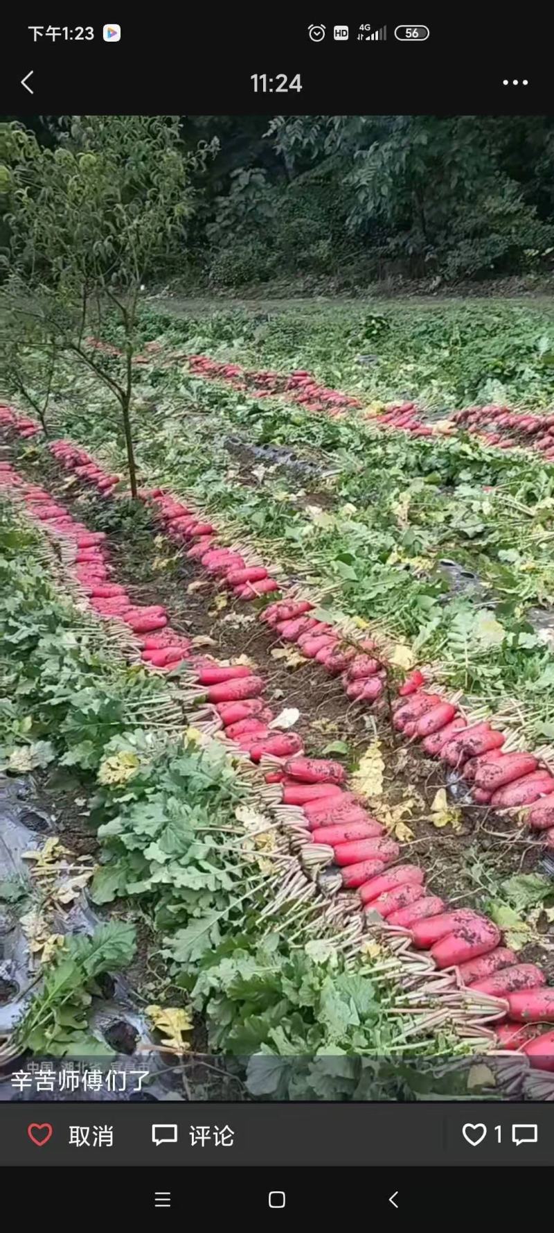 高山红皮萝卜，高海拔环境生长，脆嫩鲜红，基地直供，量大从