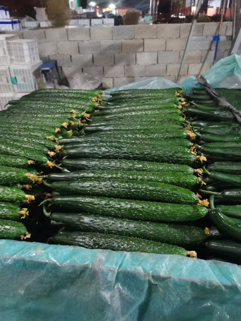 山东省临沂精品密刺黄瓜现货，一手货源，当天采摘当天卖