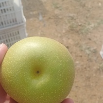 华山梨产地莱阳，莱西，欢迎各地新老客户