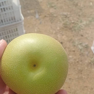 华山梨产地莱阳，莱西，欢迎各地新老客户