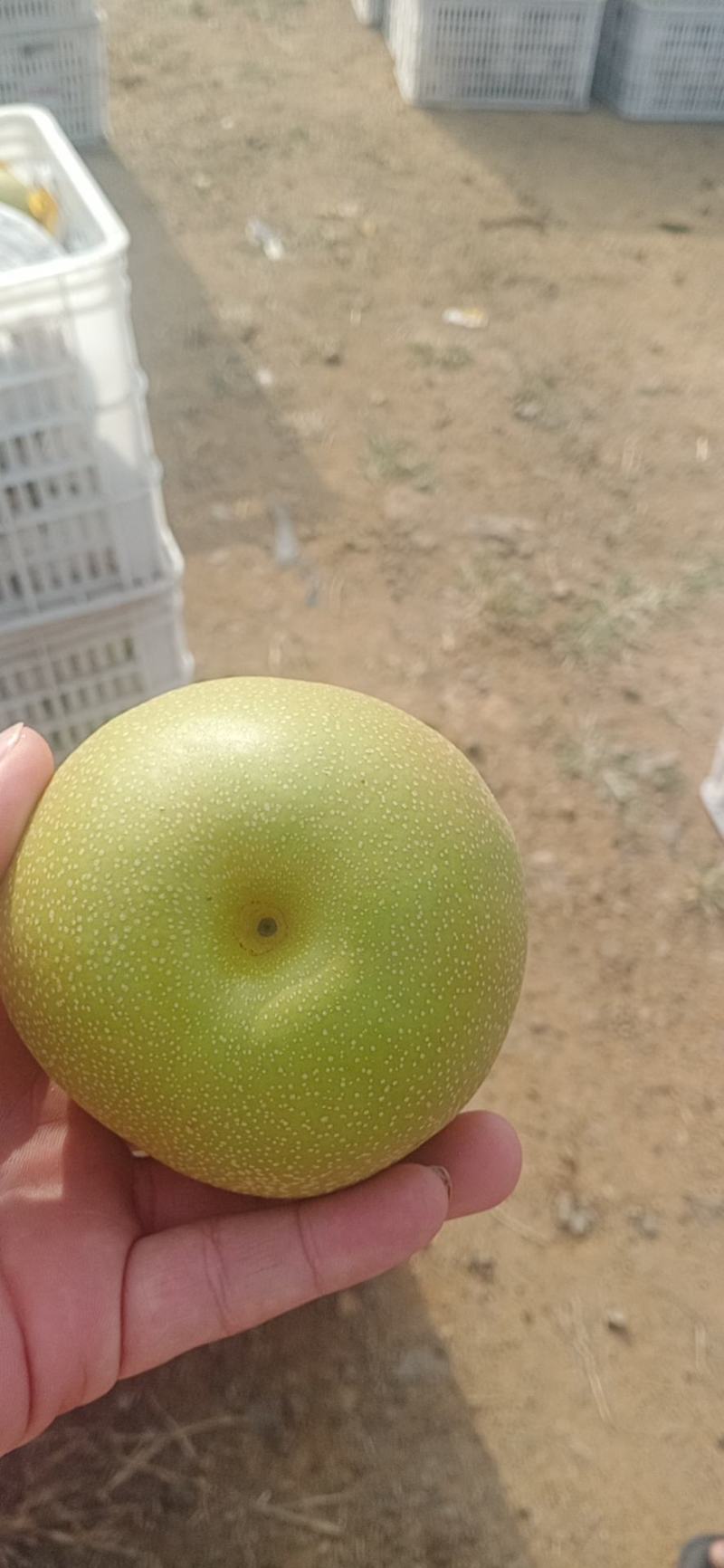 华山梨产地莱阳，莱西，欢迎各地新老客户