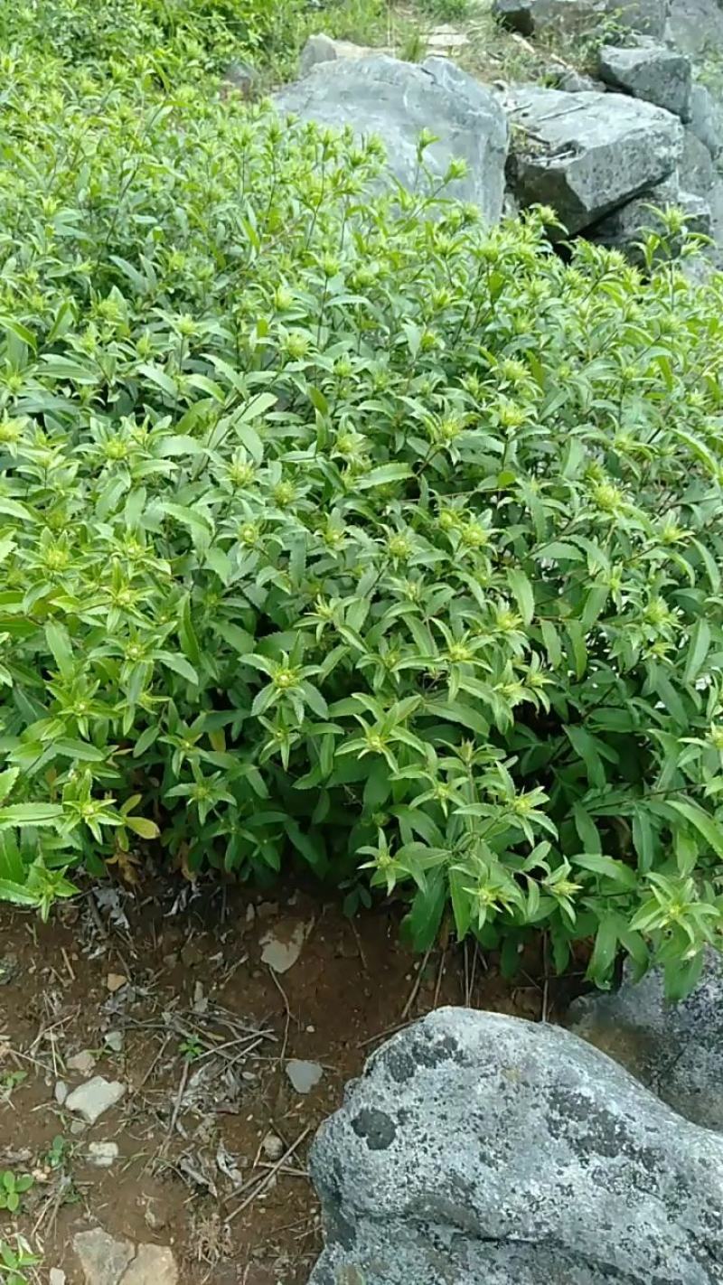苍术苗，商洛特产黑皮朱砂点苍术苗大量现货，欢迎采购