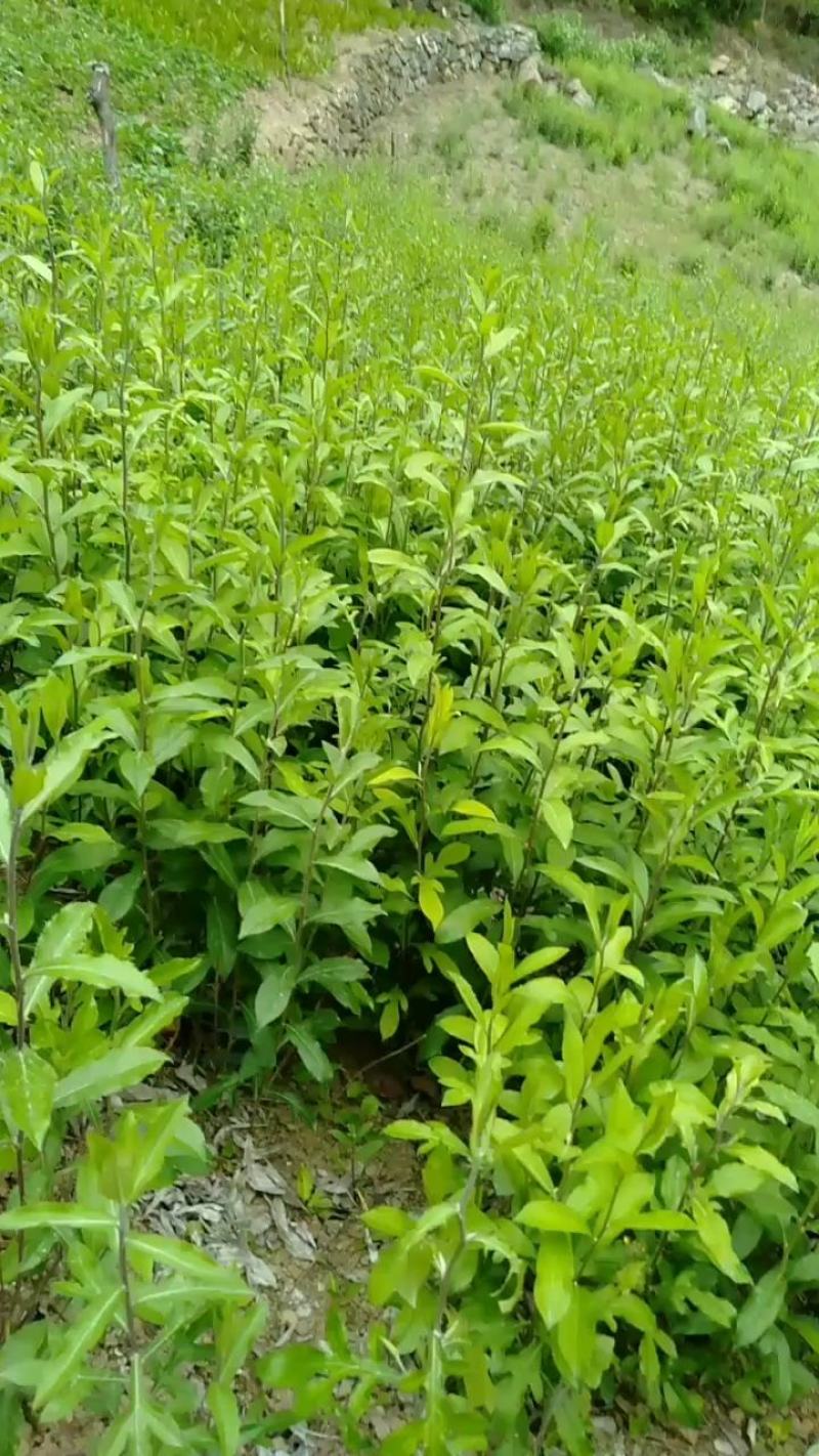苍术苗，商洛特产黑皮朱砂点苍术苗大量现货，欢迎采购