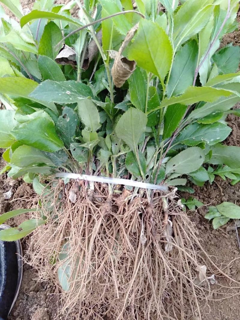 苍术苗，商洛特产黑皮朱砂点苍术苗大量现货，欢迎采购