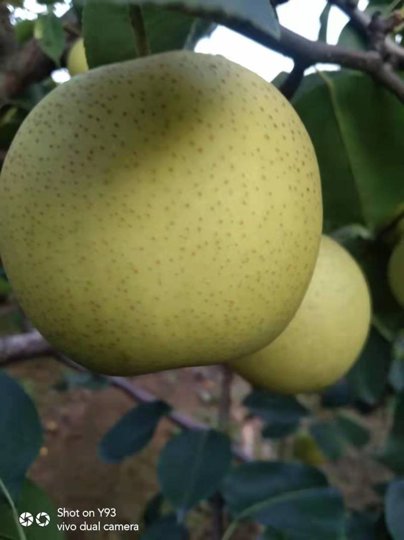 秦皇岛皇冠梨