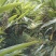 精品砂仁，产地直销，一手货源，欢迎老板下单联系！！