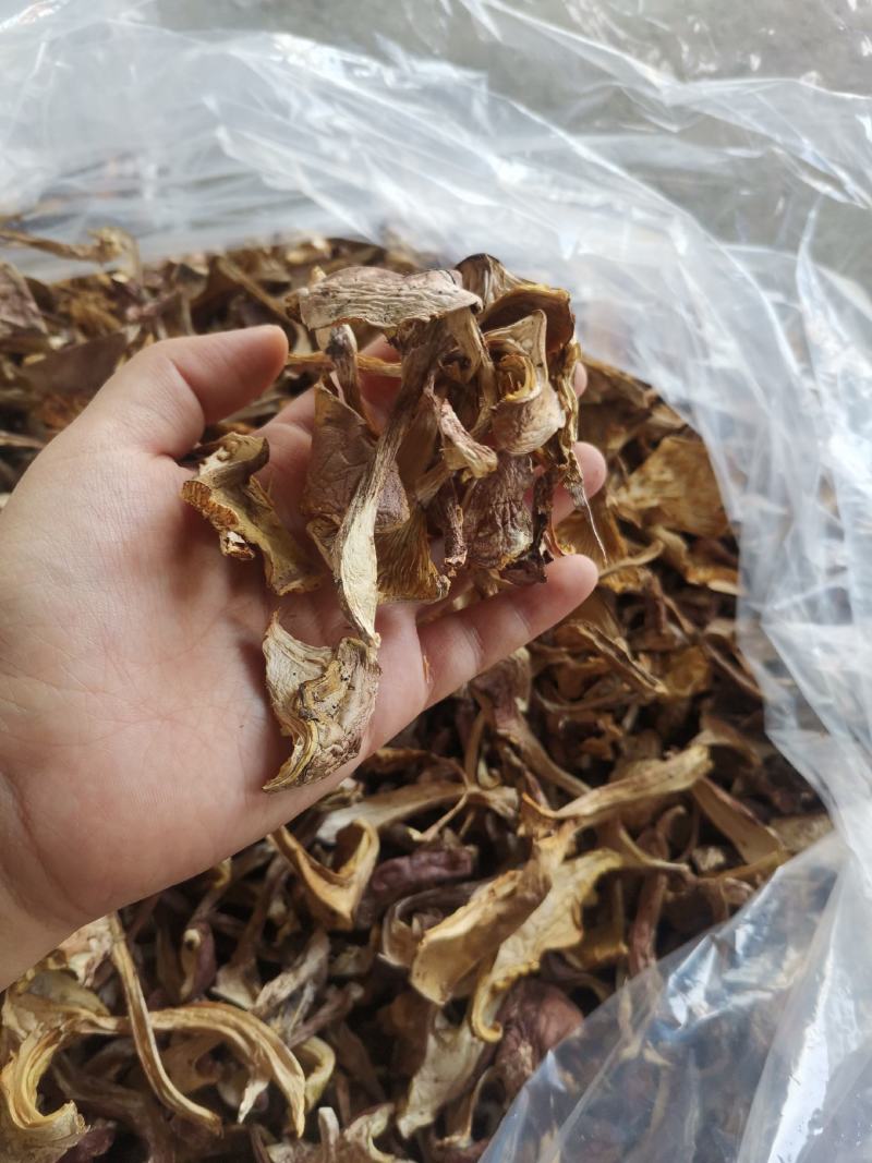 长白山区野生榛蘑，大腿蘑，趟子蘑柴火烘干，每斤38元起