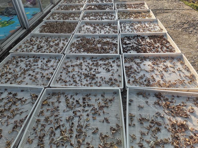 长白山区野生榛蘑，大腿蘑，趟子蘑柴火烘干，每斤38元起