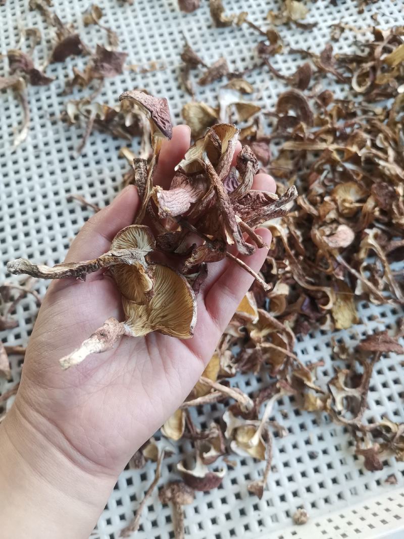 长白山区野生榛蘑，大腿蘑，趟子蘑柴火烘干，每斤38元起