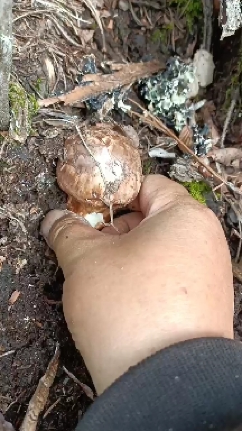【热卖】香格里拉新鲜松茸欢迎订购，产地直发，一手货源