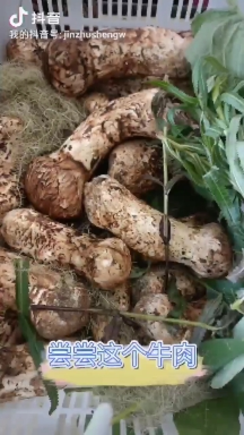 【热卖】香格里拉新鲜松茸欢迎订购，产地直发，一手货源