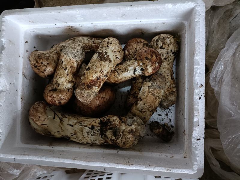 【热卖】香格里拉新鲜松茸欢迎订购，产地直发，一手货源