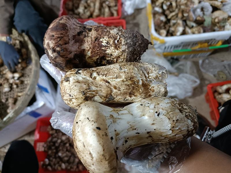 【热卖】香格里拉新鲜松茸欢迎订购，产地直发，一手货源