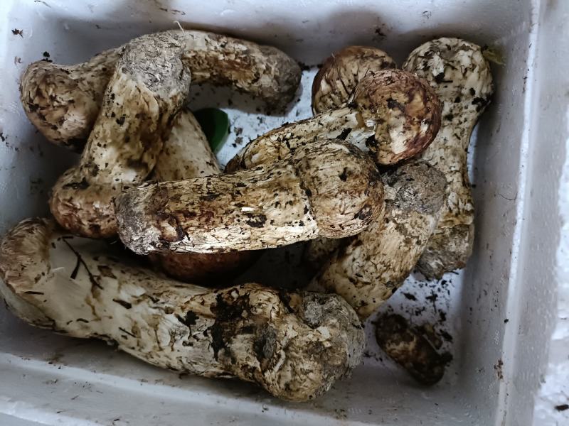 【热卖】香格里拉新鲜松茸欢迎订购，产地直发，一手货源