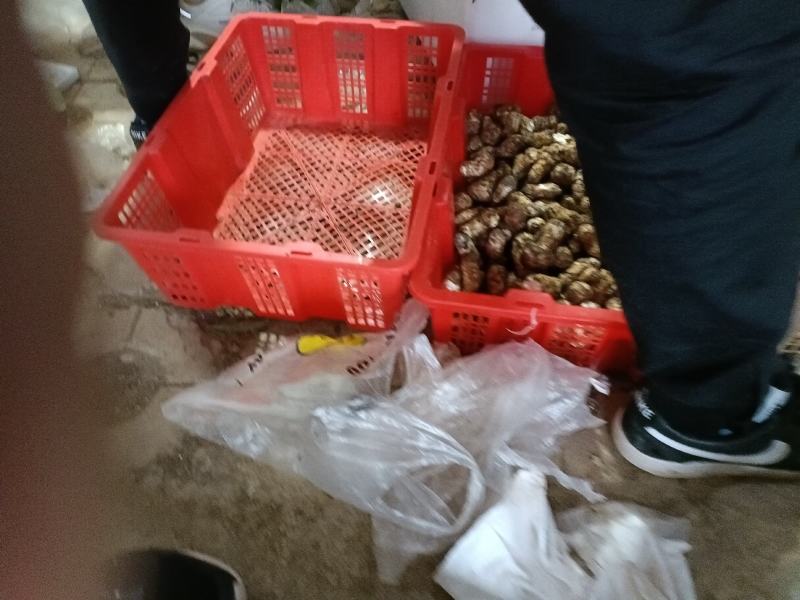 【热卖】香格里拉新鲜松茸欢迎订购，产地直发，一手货源