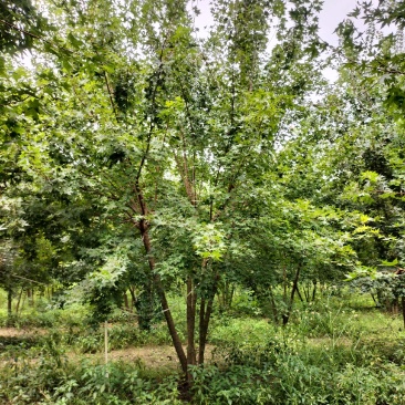 丛生五角枫，独本拼栽都有，高度5-6米，5000棵