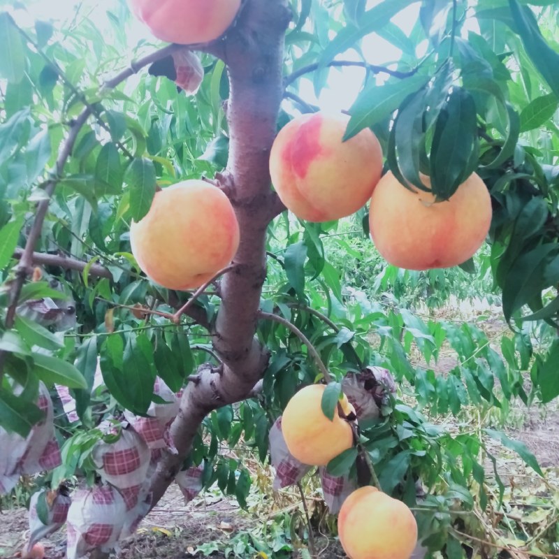 六两以上黄金蜜三号
