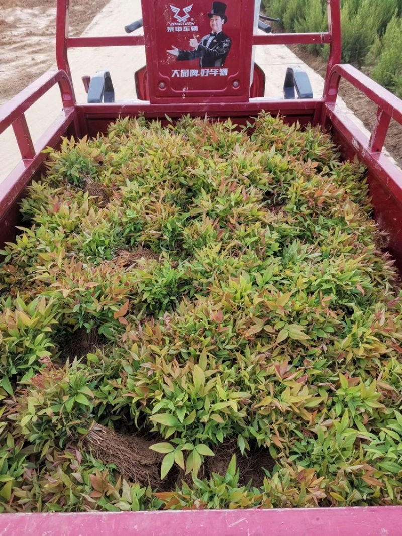 南天竹床苗300万直销，老种苗，壮苗，成活率高