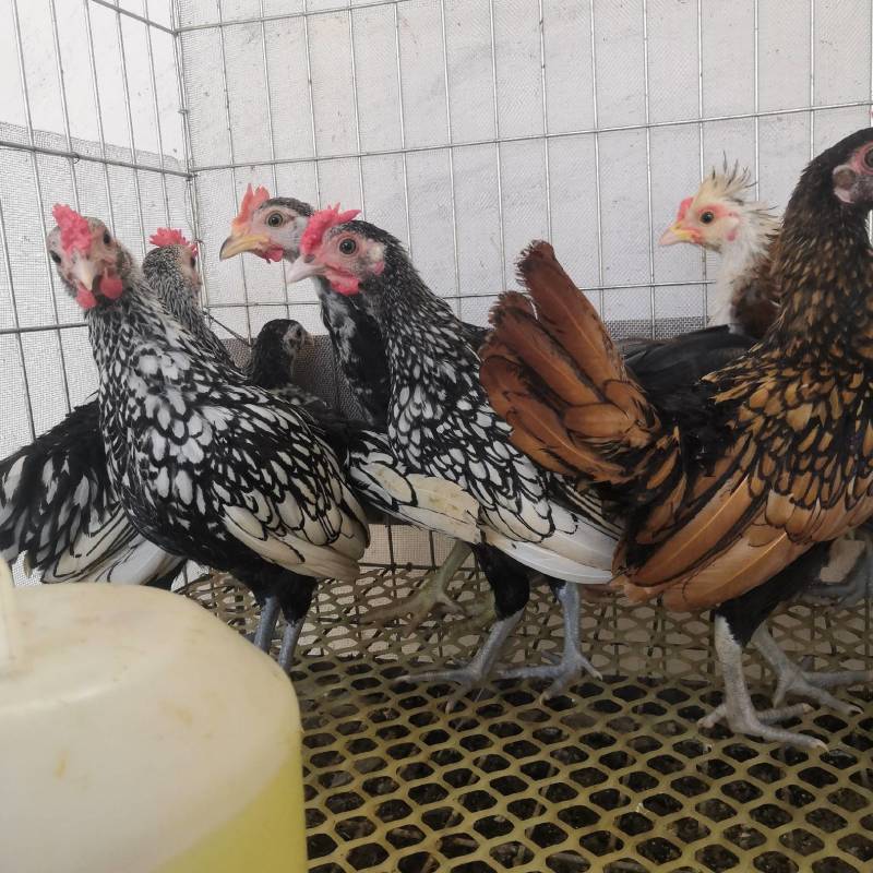 花纹漂亮的波澜鸡波澜鸡鸡种蛋青年波澜鸡观赏鸡