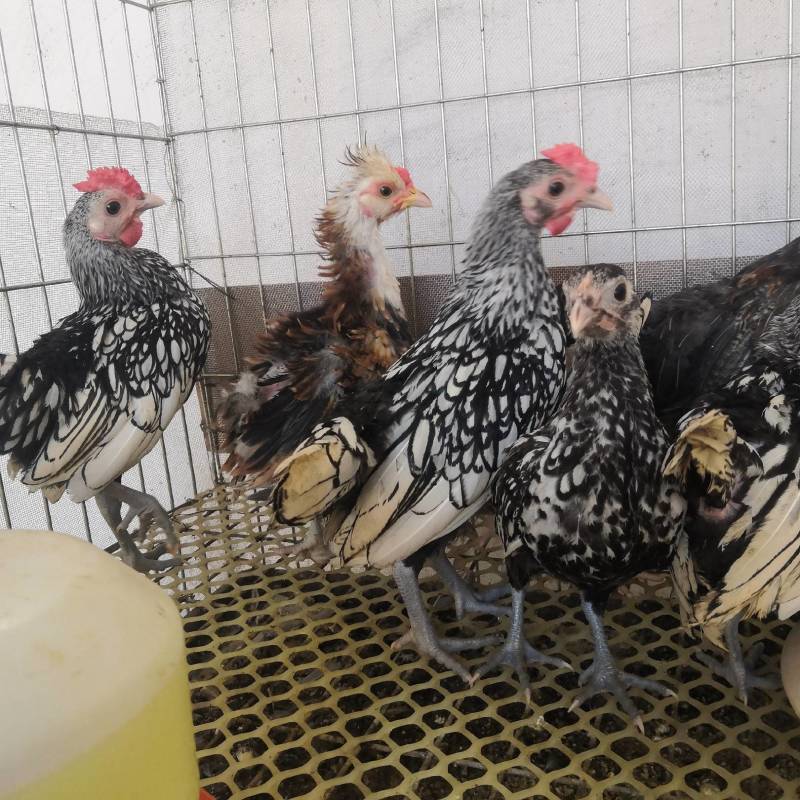 花纹漂亮的波澜鸡波澜鸡鸡种蛋青年波澜鸡观赏鸡