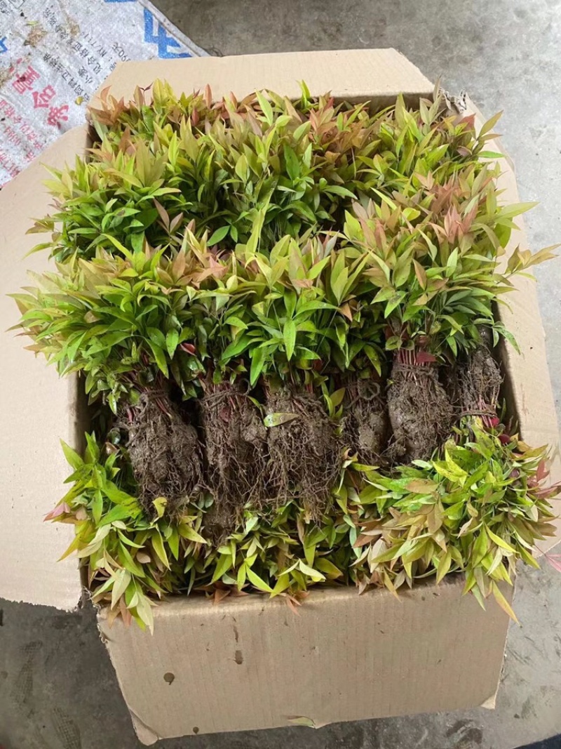 南天竹床苗300万直销，老种苗，壮苗，成活率高