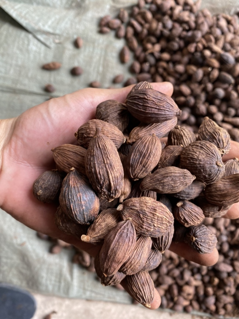 草果云南草果电烤草果个大足干颜色好一手货源批发