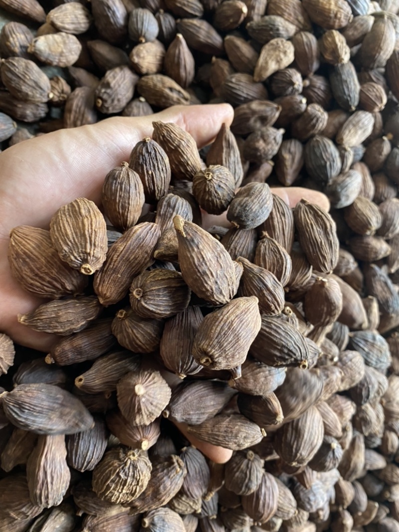 草果云南草果电烤草果个大足干颜色好一手货源批发