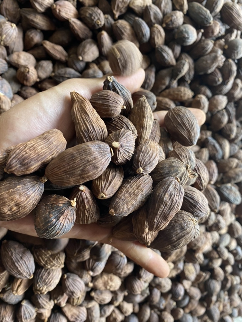 草果云南草果电烤草果个大足干颜色好一手货源批发