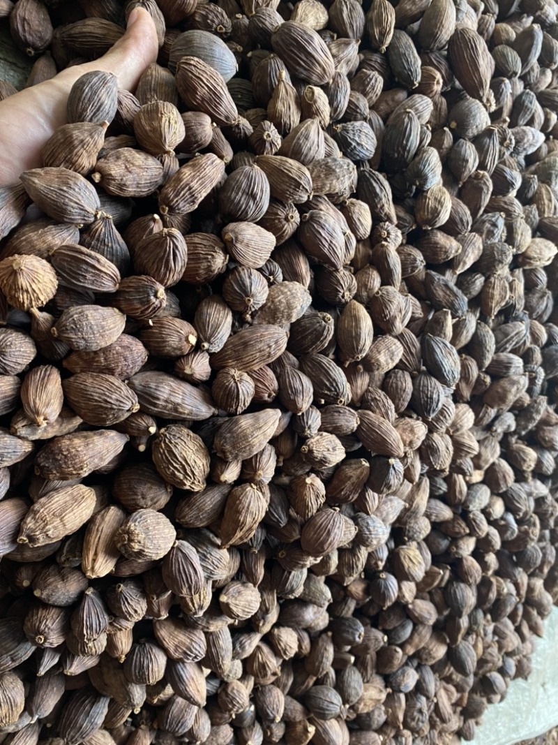 草果云南草果电烤草果个大足干颜色好一手货源批发