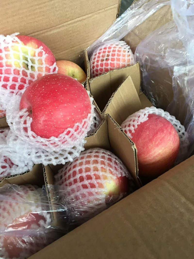 【蒙阴】红富士苹果量大无忧脆甜苹果产地一手货源