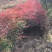 南天竹苗大量供应，40公分以上、冠幅30公分